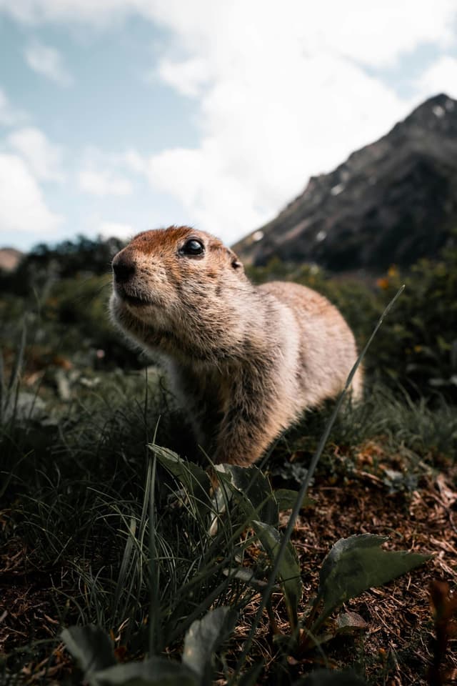 Senderismo con Grignotte la marmota